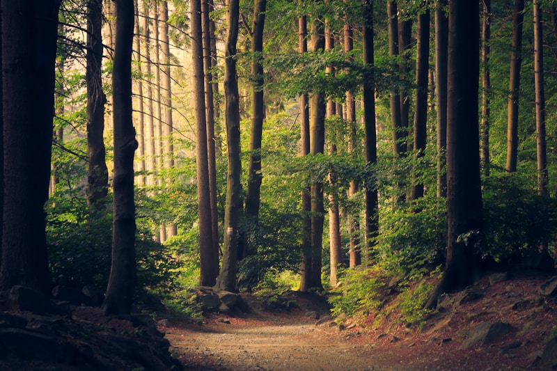 Sunlit dirt path winding through a dense forest with tall trees